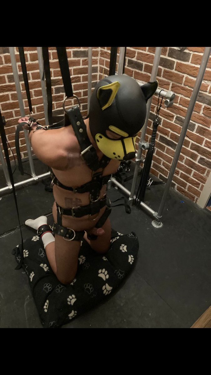 Sarangthepup's tweet photo. Can everyone wish this gorgeous pupper happy birthday @PuppyOliver69 https://t.co/tn1dBIYi2k