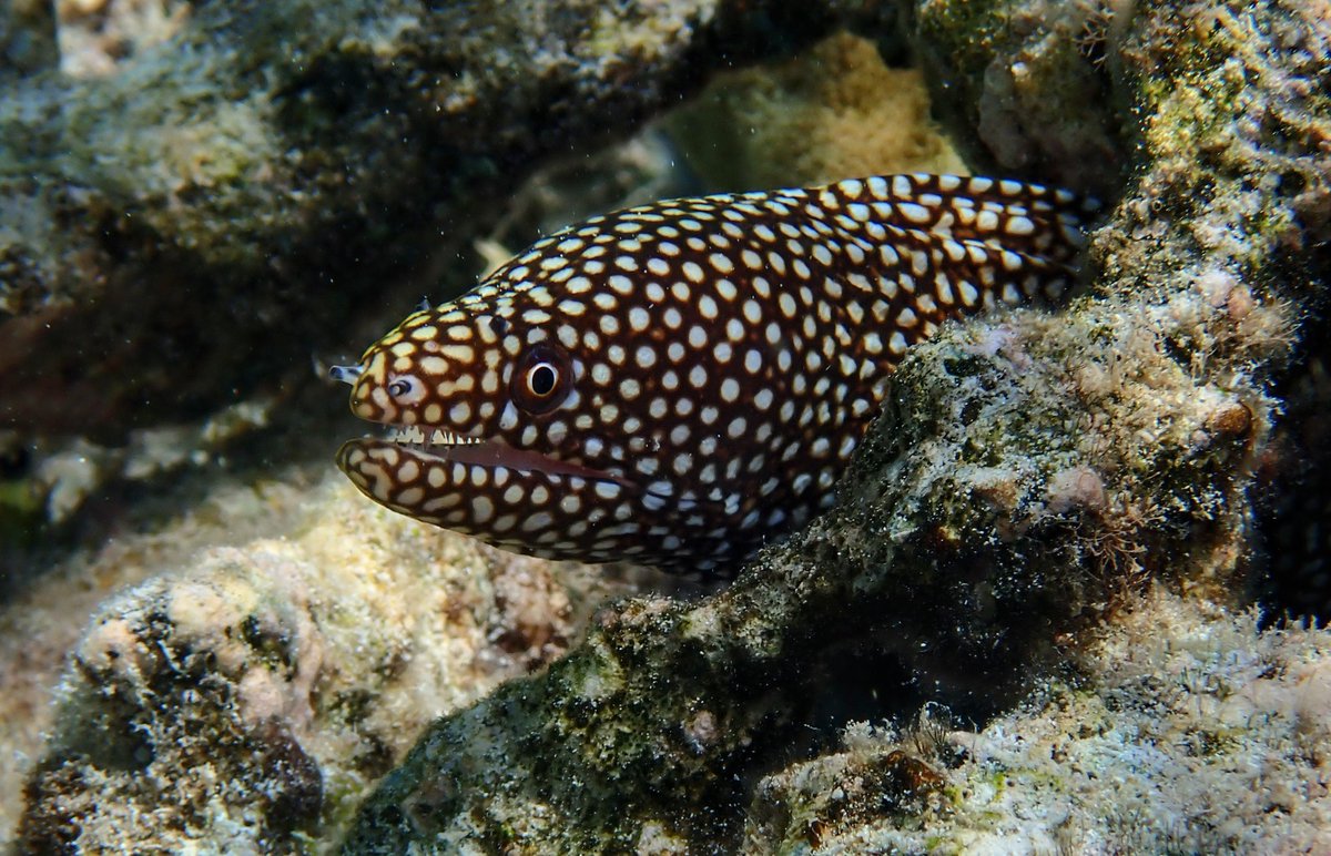 James A. Wong tweet media