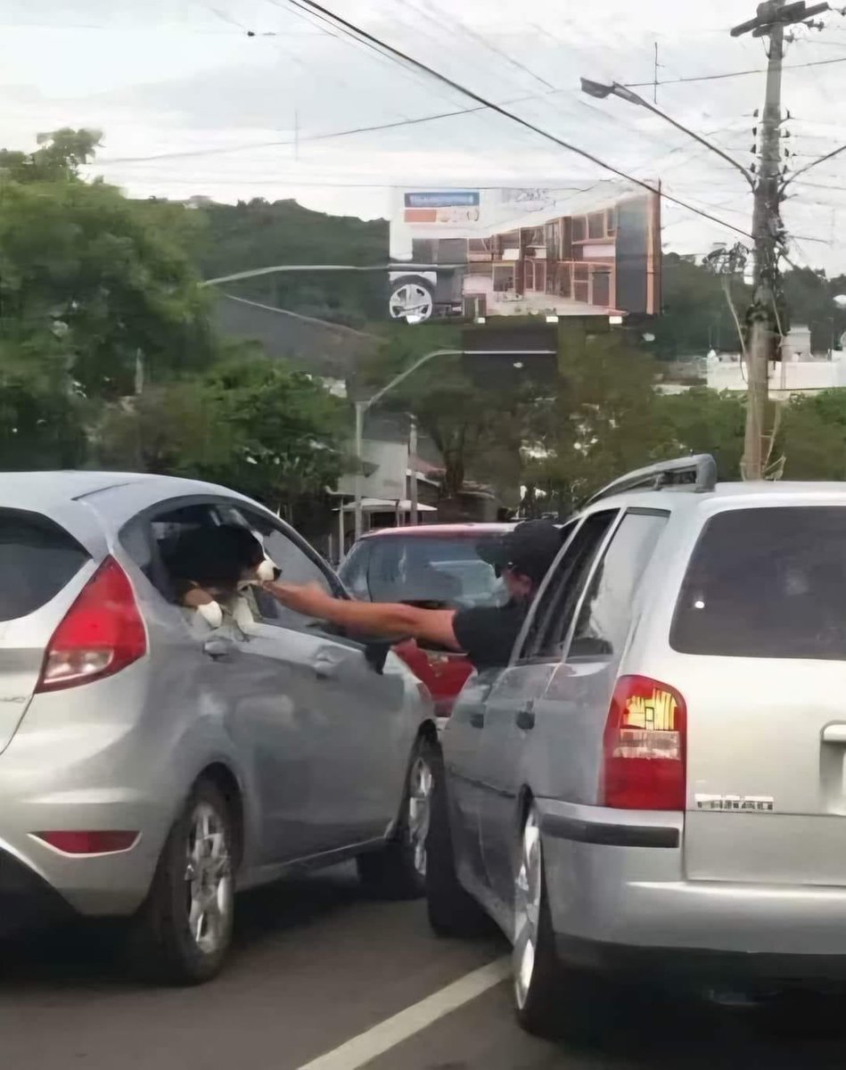 DiloConPerritos's tweet image. Nadie:

Yo cuando veo un perrito: