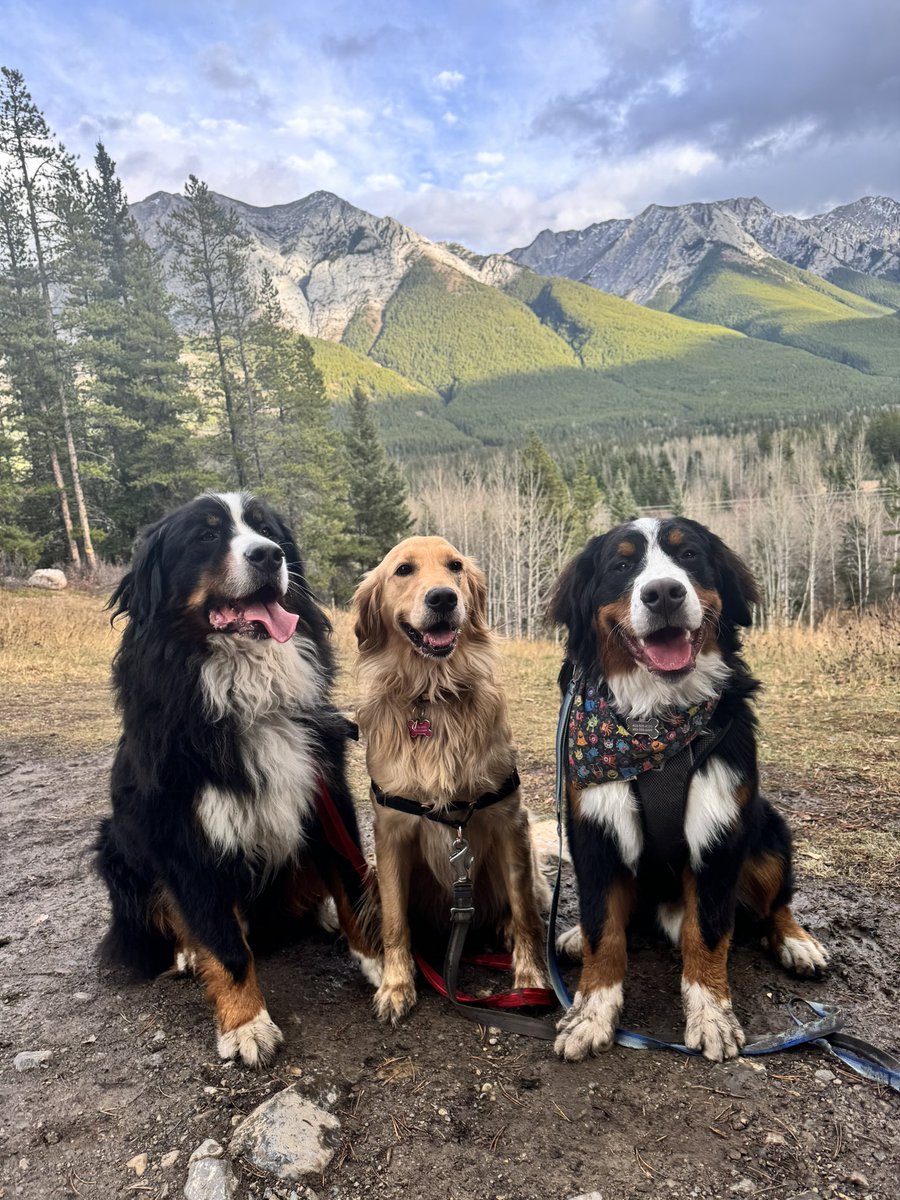 Your Emotional Support Canadian Dogs are ready with hourly posts for your timeline.