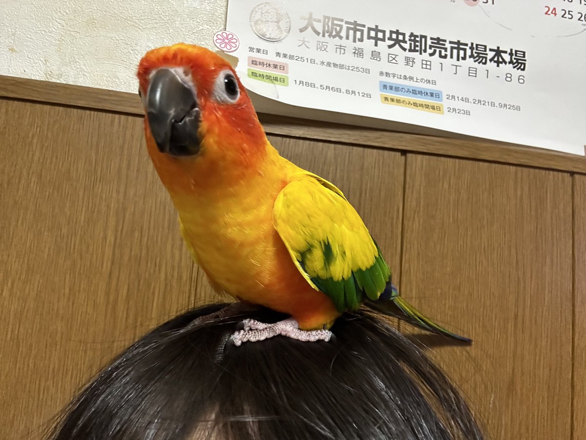 悪戯が過ぎると頭に乗せて困らせます