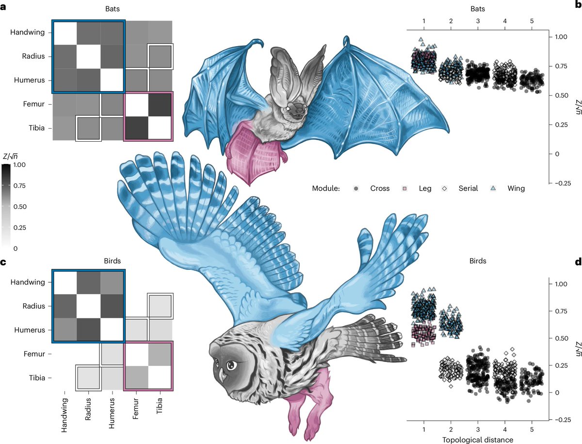 Beautiful figure showing bird 🐦 wings &amp; legs evolve independently, while bat 🦇 wing &amp; leg proportions are integrated. This may have inhibited bat adaptive responses such as lower rate of phenotypic evolution &amp; homogeneous evolution in contrast to birds | doi.org/10.1038/s41559…