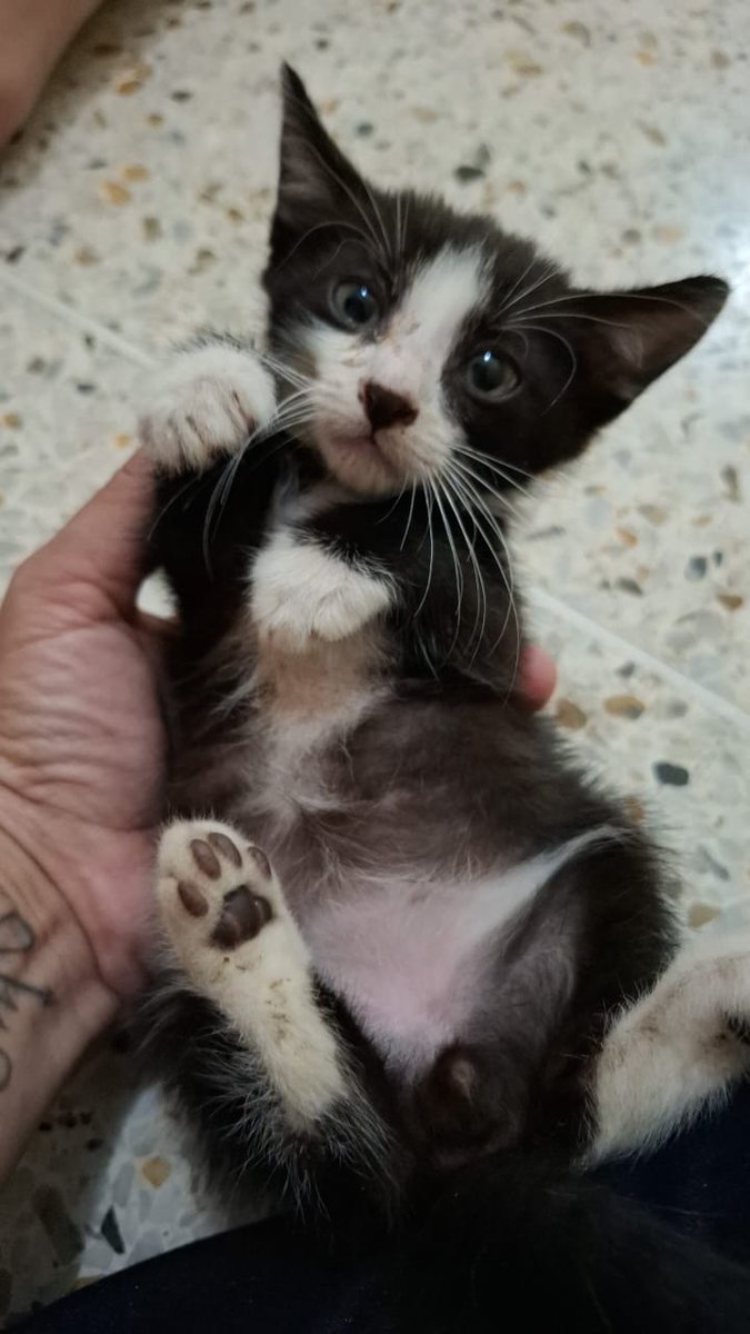 will2k's tweet photo. Me acabo de encontrar un gatito recién nacido bajo la lluvia, temblando y asustado. Necesita un hogar lleno de amor y calor. ¿Alguien se anima a darle una oportunidad? No tengo espacio con 2 perros, el pobrecillo estaba temblando. #Caracas https://t.co/yR365IsU7L