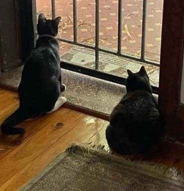 Mia and Jones update : the two girls are together and sisfurs.They kiss noses, play and chase each other and also get tired and cross now and then especially in the evening. They are v sweet and completely mad. #CatsOfTwitter #CatsOnTwitter <a href="/millyfromoz/">MillyCat 🌈 and RovyCat 🇦🇺</a> <a href="/owenclark3/">owen clark</a> <a href="/frisky9/">Frisky Le Rouge</a>