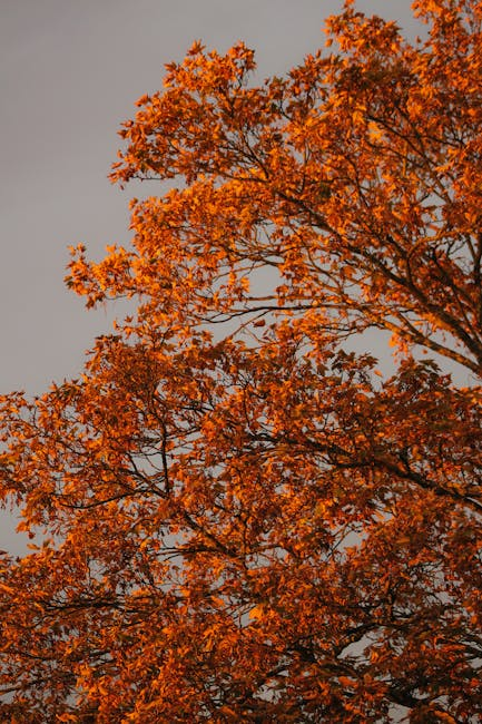 ScapeWorx's tweet image. Autumn is here, and it's time to let ScapeWorx tackle your leaf cleanup!

Don't let the leaves pile up – let ScapeWorx  handle the hard work so you can enjoy the cozy fall vibes. 

#LeafCleanup #YardMaintenance #FallPreparation #OutdoorSpaces #HomeImprovement #SeasonalServices