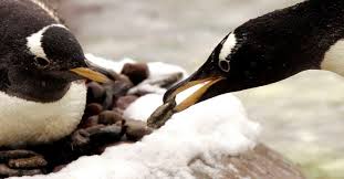 BestContenonX's tweet photo. Penguins propose to their mates with a pebble. ๐
#Penguins #info #data #stats #learnsomethingnewdaily #PROPOSE https://t.co/T4g05U2MjS