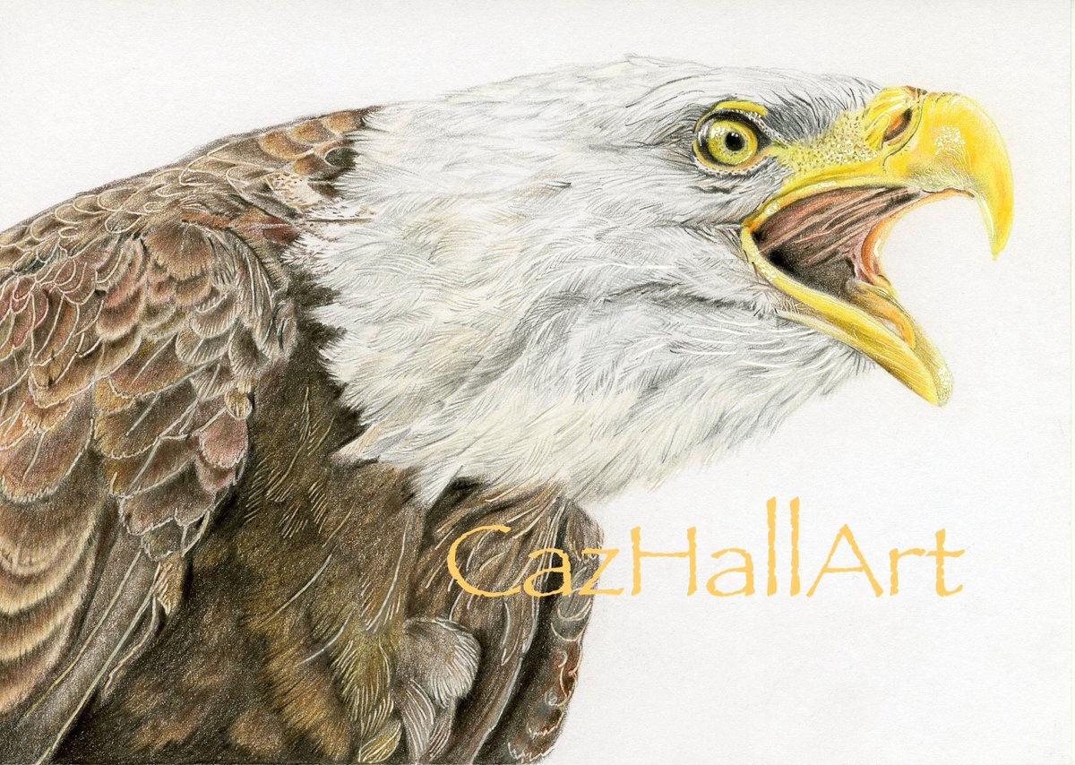 Good luck America - may the best candidate win. Do I confess now that this bald eagle was titled ‘Awakening’ as a nod to one of them? I’ll let you work out which one🤞