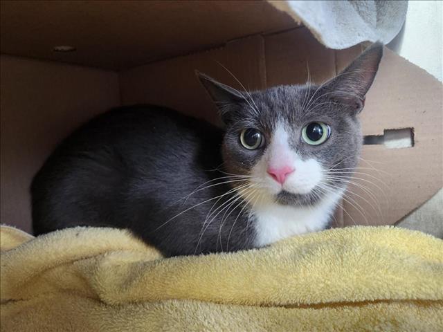 PetfindToronto's tweet image. #BATHURST #NASSAU  Pls RT2unite #FOUND #CAT- 02-Nov-24 #Toronto Animal Services A0992774 #PUBLIC L&amp;amp;F 416-338-7297 GREY WHT DSH F/?Age