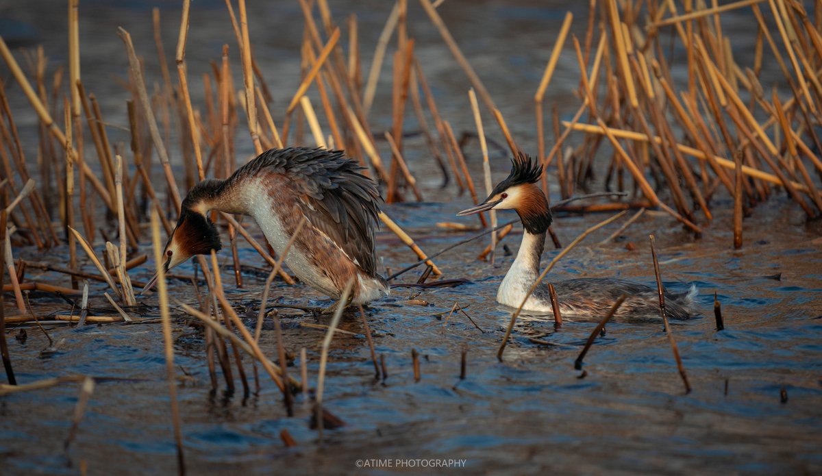 17780507Com's tweet photo. Crested Grebe at the Summer Palace in Beijing.
The Crested Grebe is an elegant water bird commonly found in lakes and wetlands. They are known for their distinctive crest and courtship dance during the breeding season.
#birds #photography #animals https://t.co/HrxTRU91VF