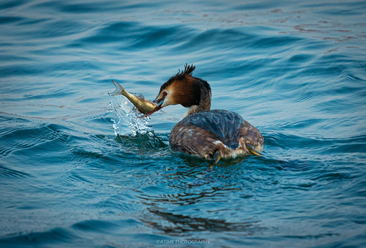 17780507Com's tweet photo. Crested Grebe at the Summer Palace in Beijing.
The Crested Grebe is an elegant water bird commonly found in lakes and wetlands. They are known for their distinctive crest and courtship dance during the breeding season.
#birds #photography #animals https://t.co/HrxTRU91VF