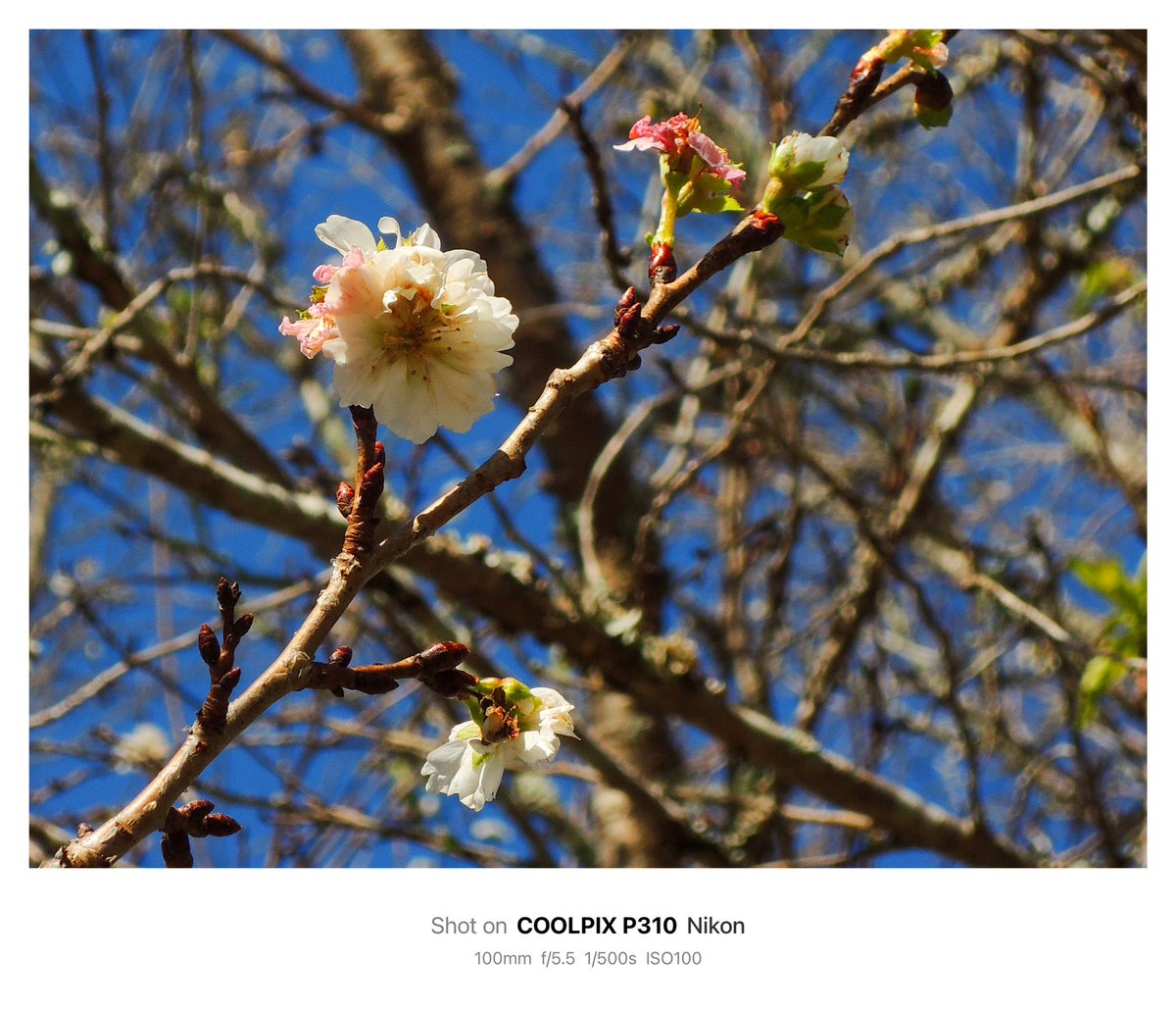 1028_hnd's tweet image. ジュウガツザクラ

#Nikon #Coolpix #P310 
#オールドコンデジ