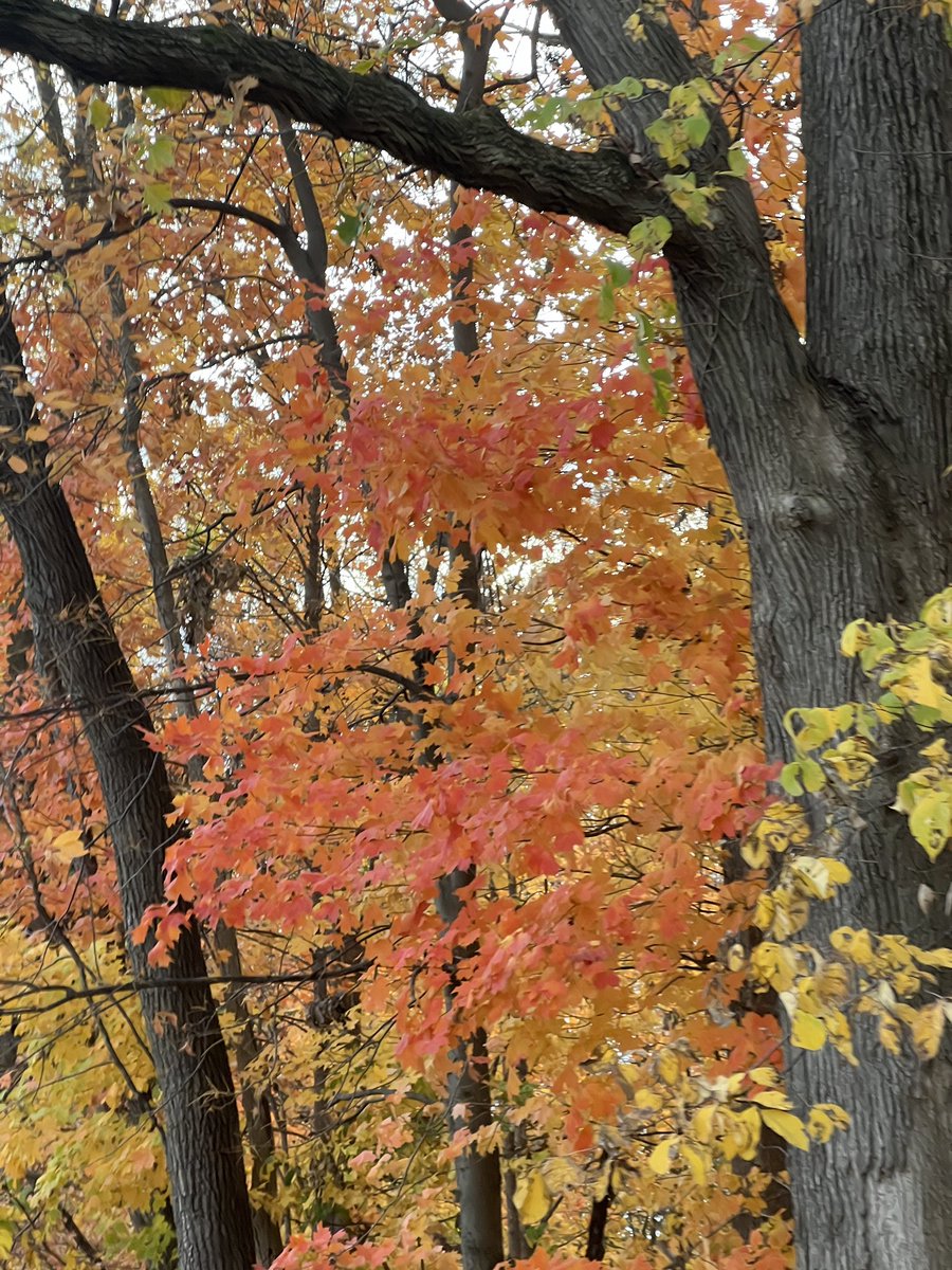 ProudCharger's tweet photo. Fall pics 😍 https://t.co/lwTFdiJwqT