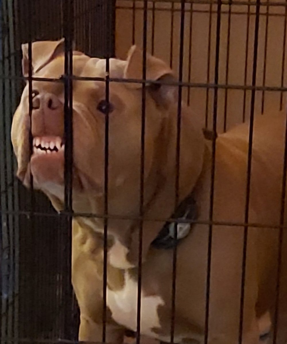 Anyone ever question the intelligence of their Bullie the way I do?