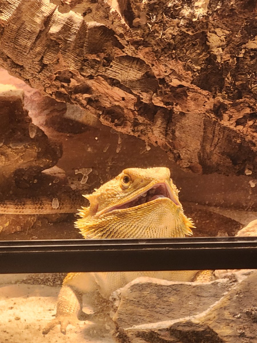 DylPhresh's tweet photo. Lizard https://t.co/VkzT0AmY4Y