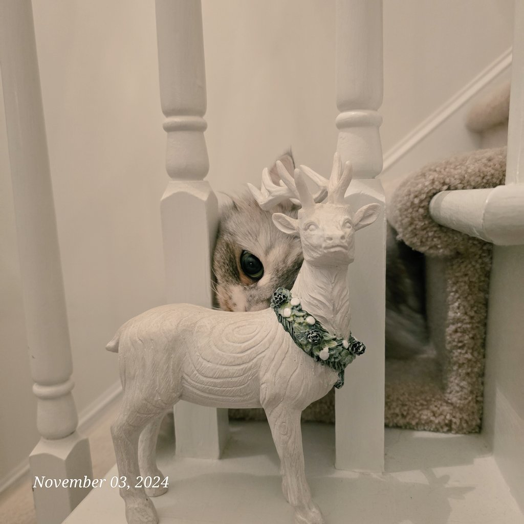 fluffybig_cats's tweet photo. We're waiting for #Christmas2024 https://t.co/cJ5BbLJ1xA