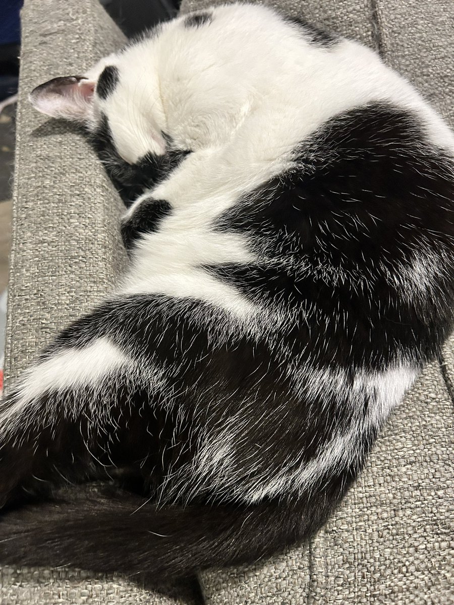 KindofSmallish (she/her) 🏳️‍🌈🇺🇦 tweet media