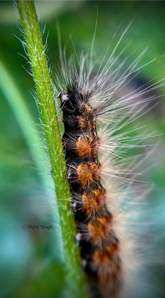 Rohit_forest's tweet photo. Fuzzy on the outside, fierce on the inside! 🐛💪  #caterpillarvibes #tinytough #caterpillar https://t.co/RGAir7LGhh