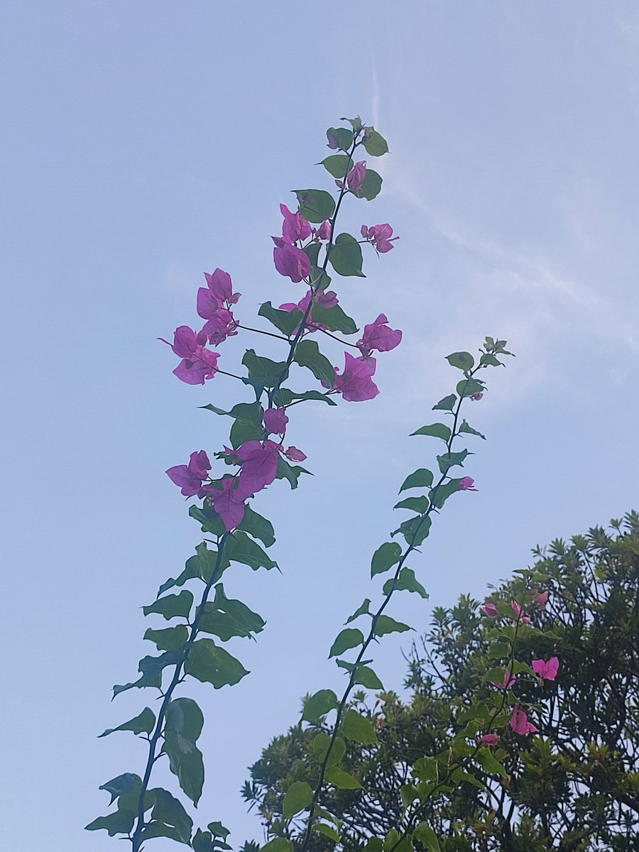 あさ、ウォーキング、
空快晴、
花さわやか、
こころ動く！
今日もポジティブに！