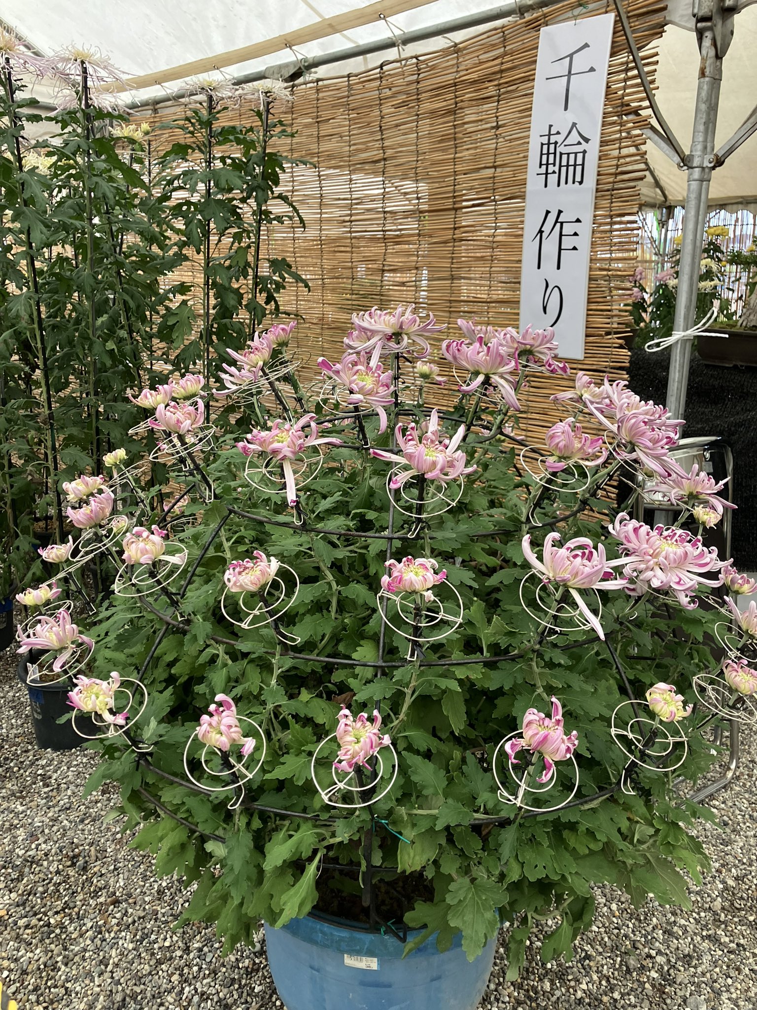 日進市菊花大会【公式】 (@kiku_iwasakijo) / X