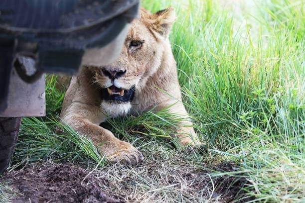 EXPERIENCE ZANZIBAR TOURS AND SAFARIS (@ezanzibar) on Twitter photo 