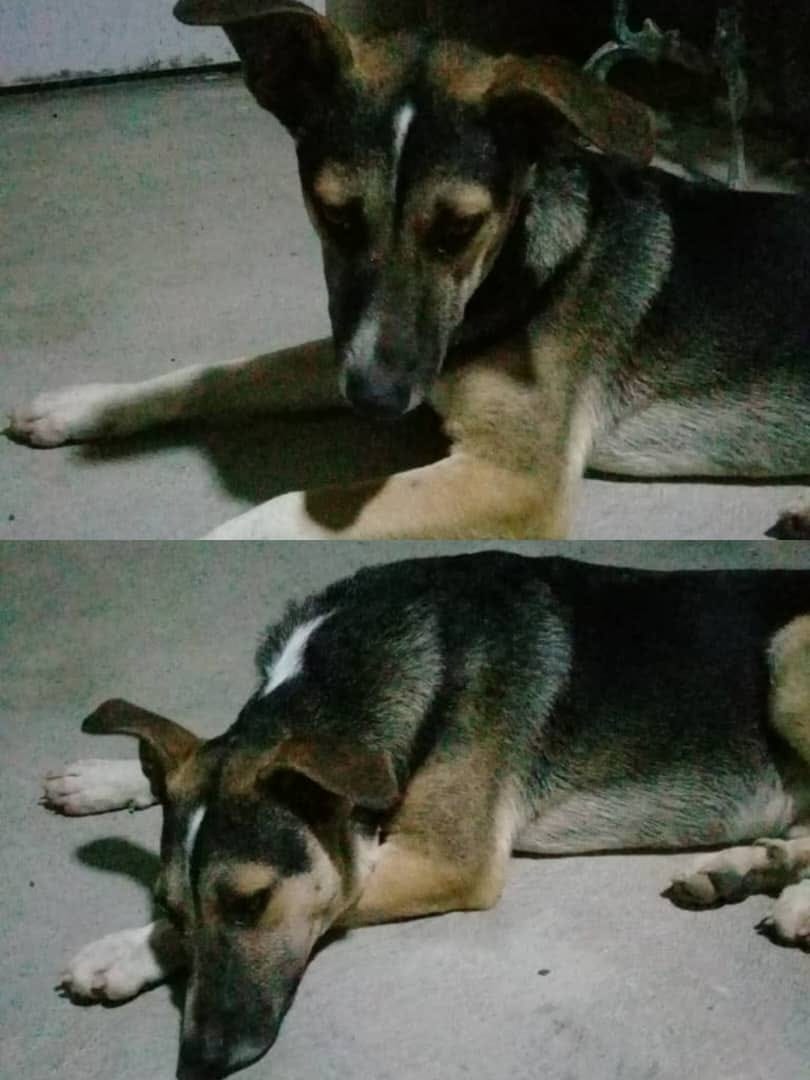 Debe estar perdido, es muy tranquilo pero llora. Es un perrito  joven.  Por favor ayudemos a difundir a ver si aparecen su familia humana.
Monterrey- Baruta
04242003836. Difundimos