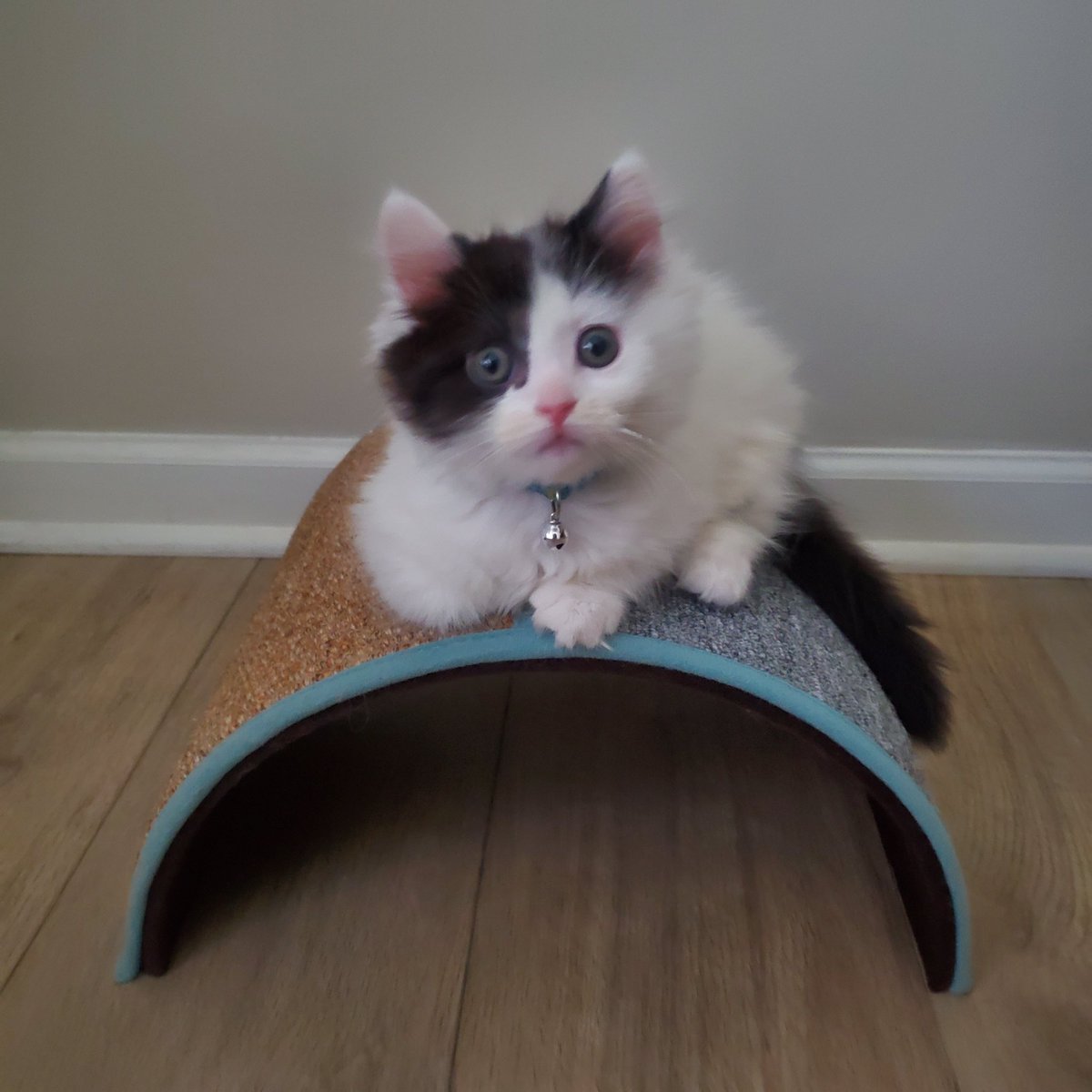 MasakoLeMD's tweet photo. Happy 5th Purr-thday to my Ayo!!! 🥳🎂🎁🎊🎈
To my sweet stubby-legged blob with a tiny meow (but a huge appetite), I love you so much!!! 🥰
#notpathology #birthday #cat #meow https://t.co/aaLjTMbKgh