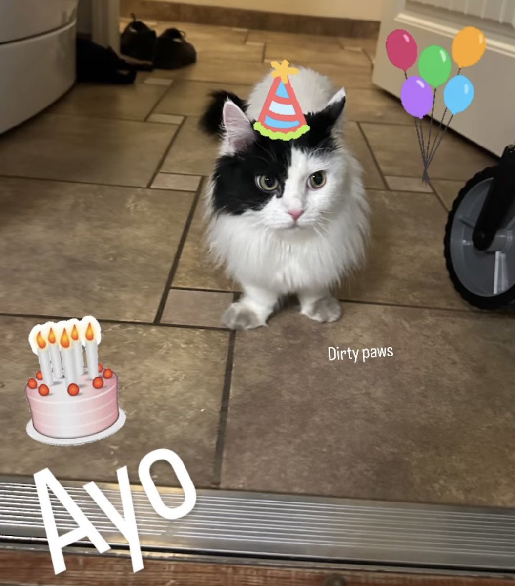MasakoLeMD's tweet photo. Happy 5th Purr-thday to my Ayo!!! 🥳🎂🎁🎊🎈
To my sweet stubby-legged blob with a tiny meow (but a huge appetite), I love you so much!!! 🥰
#notpathology #birthday #cat #meow https://t.co/aaLjTMbKgh