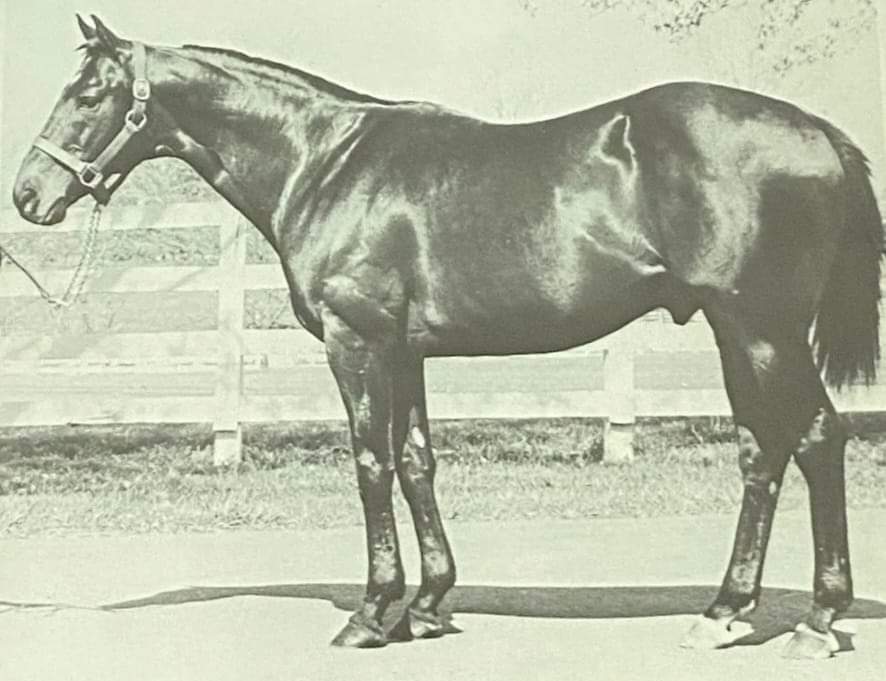 HORSERACING1002's tweet photo. OLDEN TIMES 🇺🇸 1958
(RELIC - DJENNE BY DJEBEL)#OldenTimes
A multiple Stakes winner 🏆 in USA. Stood at Moss Hill Farm https://t.co/KNA7ynnM8m