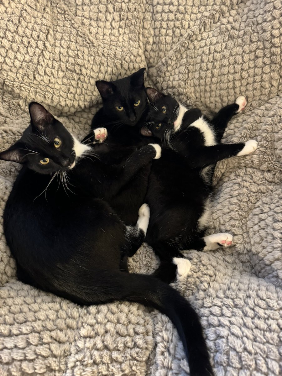 redhot_mess's tweet photo. I think we all have some election anxiety, PTSD, feelings, all of it. Please take a moment away from doomscrolling to enjoy a sweet photo of my rescue mama cat in a snuggle sandwich with two of her “babies.” Drink some water, nibble some crackers, it will probably all be ok. https://t.co/mU0dtuga3w
