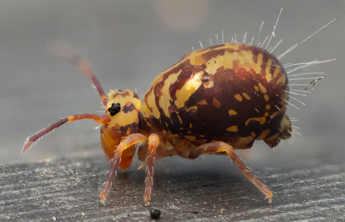 Tim Jonas tweet media