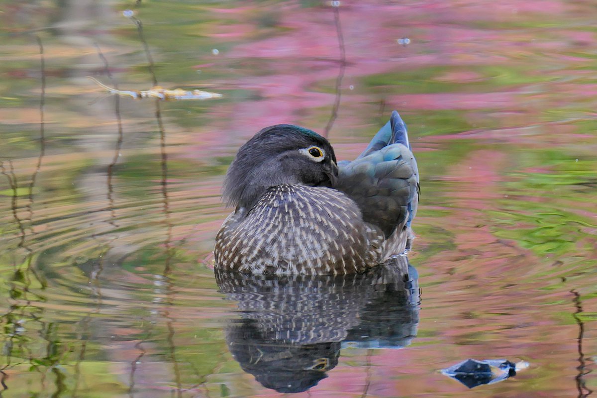 HK7682's tweet photo. Wood Duck today at CP Pool. #birdcpp https://t.co/HxwQTgSRn1