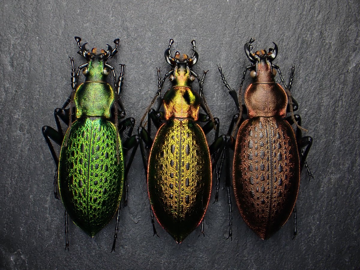 アオカブリモドキ Coptolabrus smaragdinus 🇨🇳 China 🇰🇵 North Korea