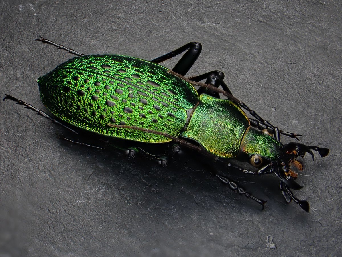 アオカブリモドキ Coptolabrus smaragdinus 🇨🇳 China 🇰🇵 North Korea