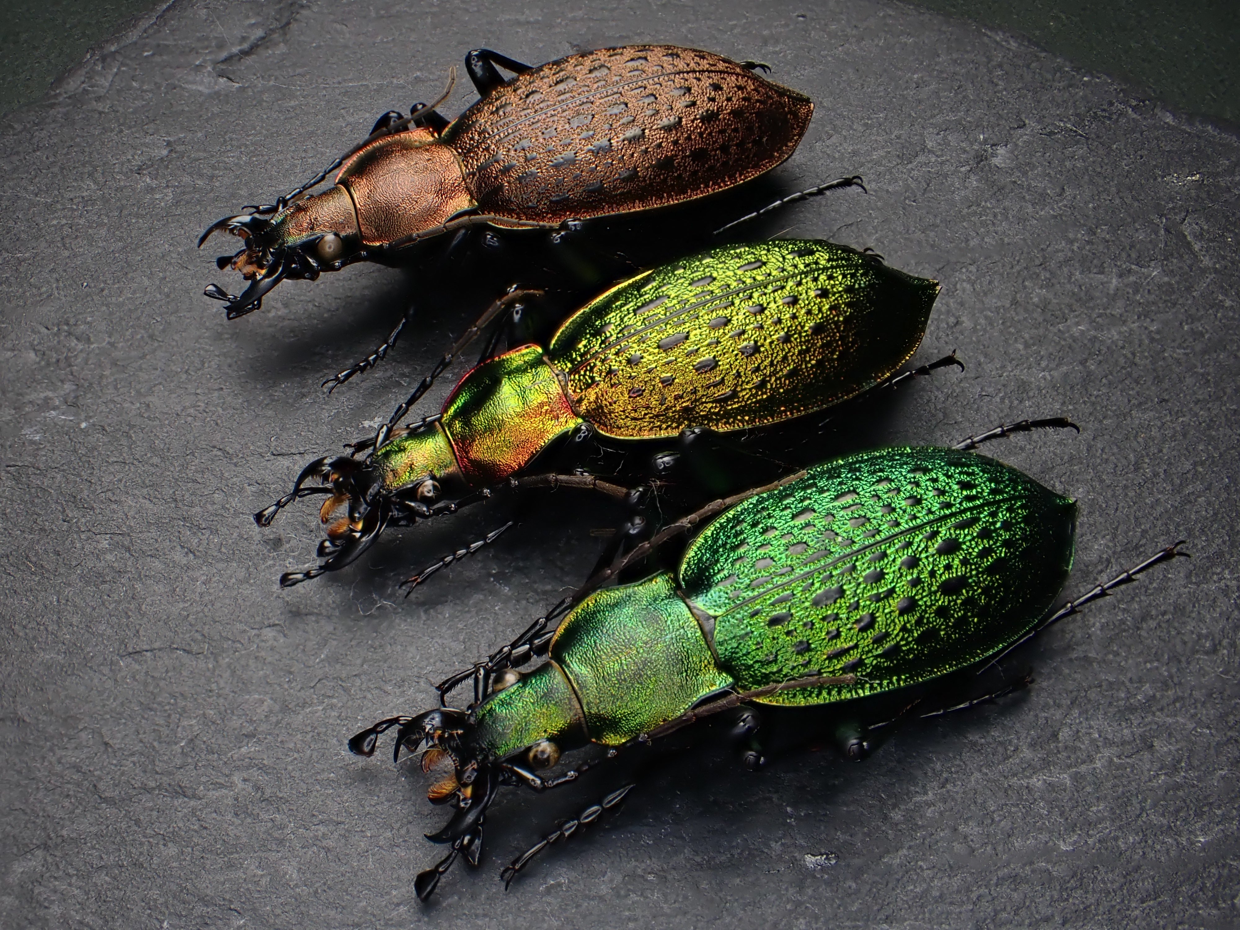 Damaster & Carabus on X: 