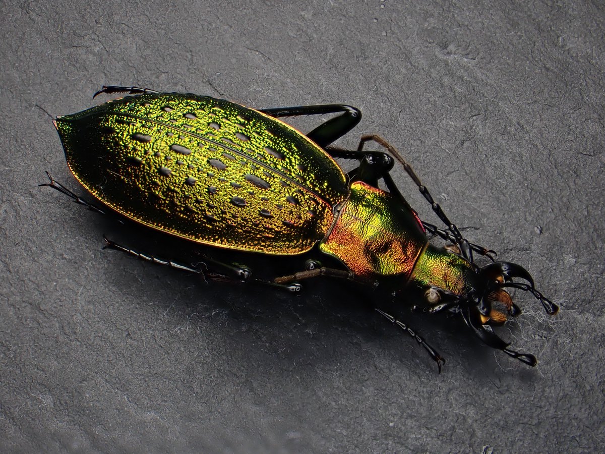 アオカブリモドキ Coptolabrus smaragdinus 🇨🇳 China 🇰🇵 North Korea