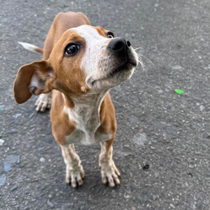 ‼️AYUDA URGENTE‼️
A este perrito lo han dejado abandonado afuera de Aurrerá 😔. Necesitamos un padrino que nos ayude a solventar sus gatos veterinarios y un hogar temporal o definitivo. Si está en tus manos cambiar la vida de este angelito ¡no lo dudes!