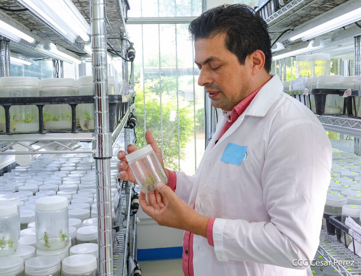 Este centro alberga el Centro Nacional de Cultivo de Tejidos Vegetales, pionero en la micropropagación de plantas in vitro, logrando avances clave en la producción de musáceas, frutas y tubérculos. 🍌🍊🥔