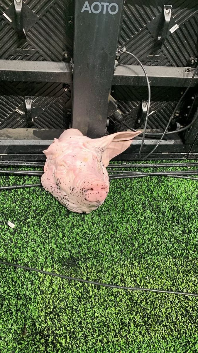 PedroHubner__'s tweet photo. Coisas no estádio:
Garrafa de água 🚫
Protetor Solar 🚫
Frutas 🚫
Cabeça de Porco ✅️

Que absurdo!

📷 @b_palamin https://t.co/liiDwro831
