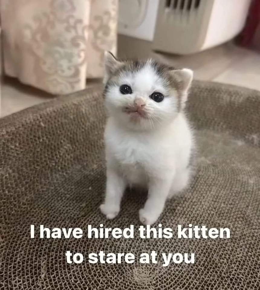 kinvore's tweet photo. @SavageJoyMarie1 this stinker here https://t.co/4lXMg0FOPX