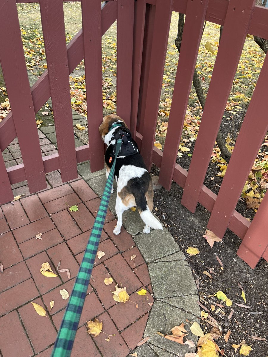 10MinDQ's tweet photo. Hey Juniper….wrong way. And hard to believe, but all 4 pumpkins made it to November. Speaking of November…the @MyPeakChallenge #November28DayChallenge started today. #Accelerate #NewWorkouts and new shirt to kick off the week too…#BecauseTheyAllMatter #NotTaDay @RescueCoop https://t.co/fAkZDlCtnk