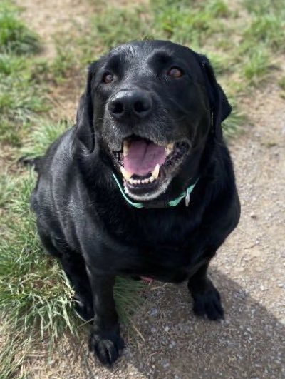 SheriD10's tweet photo. My American Twitter friends, remember, your Emotional Support Canadian human and dogs are here for you 💚🩷 https://t.co/W5SwTGQZOl