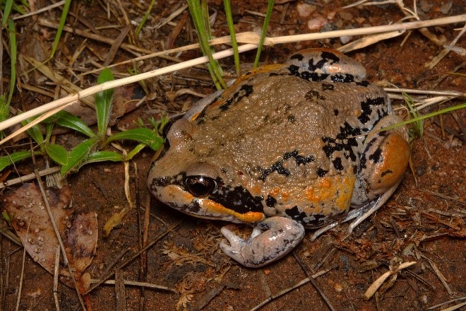 FrogID (@frogidaus) on Twitter photo Dr Jodi Rowley and Dr Gracie Liu from <a href="/austmus/">Australian Museum</a> recently took UNSW students to the Macquarie Marshes for some exciting field research, including #FrogID’ing! Have you heard any frogs in your wetlands lately? Record their calls during FrogID Week, 8-17 Nov.
frogid.net.au Dr Jodi Rowley and Dr Gracie Liu from <a href="/austmus/">Australian Museum</a> recently took UNSW students to the Macquarie Marshes for some exciting field research, including #FrogID’ing! Have you heard any frogs in your wetlands lately? Record their calls during FrogID Week, 8-17 Nov.
frogid.net.au