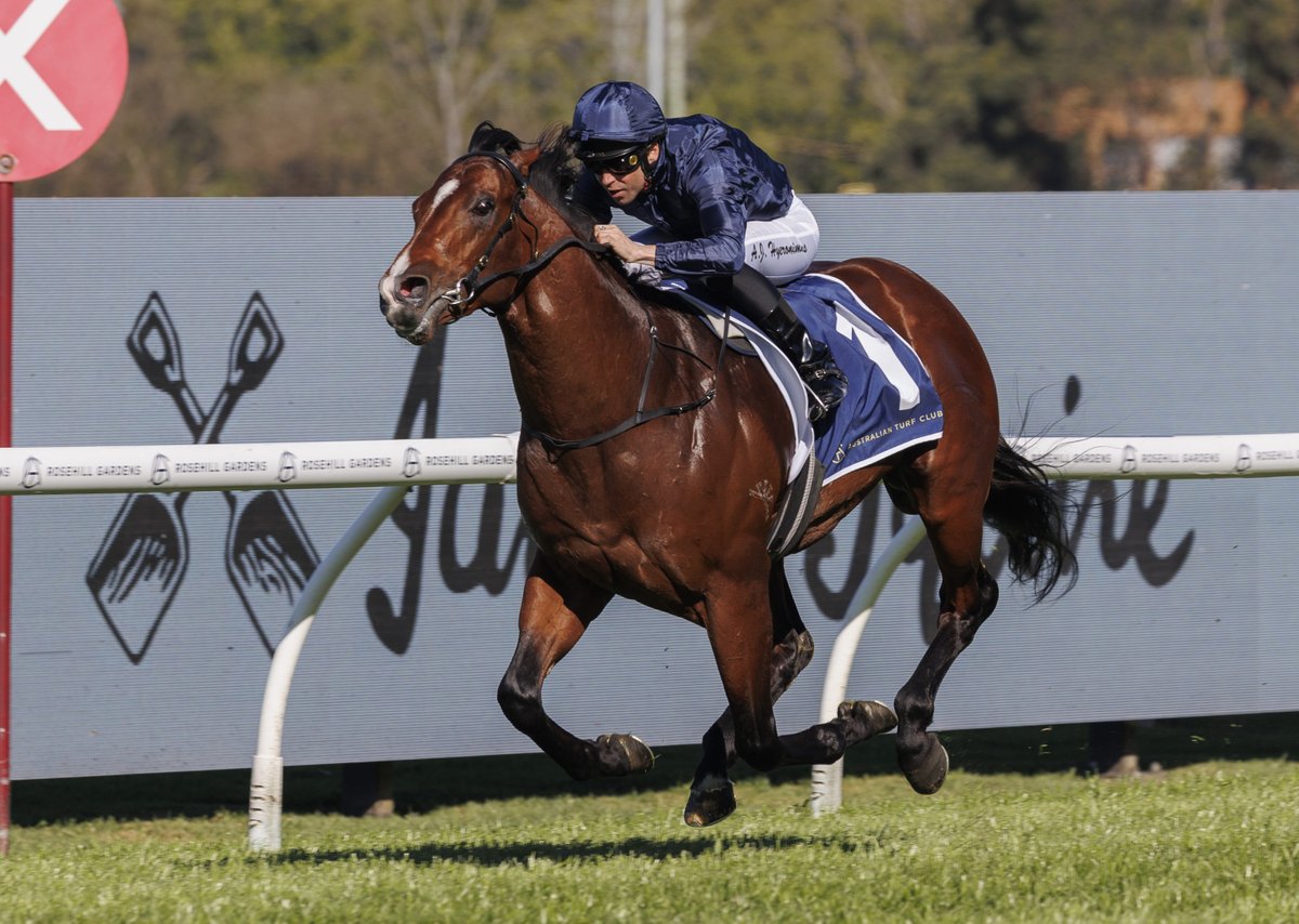 🚨 BREAKING NEWS🚨

Boom colt STORM BOY will head to <a href="/Ballydoyle/">Ballydoyle Racing</a> for the 2025 racing season, with the aim to likely compete at Royal Ascot 🇮🇪🇬🇧🇦🇺

<a href="/rpbloodstock/">Racing Post Bloodstock</a> <a href="/RacingPost/">Racing Post</a>