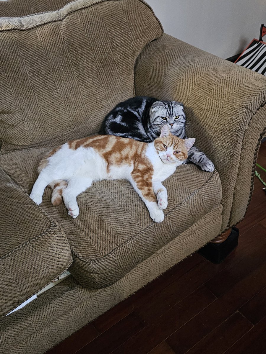 Buzzkitty1's tweet photo. @kathypom54 @albertksfong1 They're all folds!  Properly bred litters produce both folded and straight ear kittens. 😊 We have 2 folds and 2 straights. Here's baby Sisko with Dougal. 
They all had a long ass drive back home to NH from my friend in Altoona! 😆 https://t.co/ZYEunkHdLU