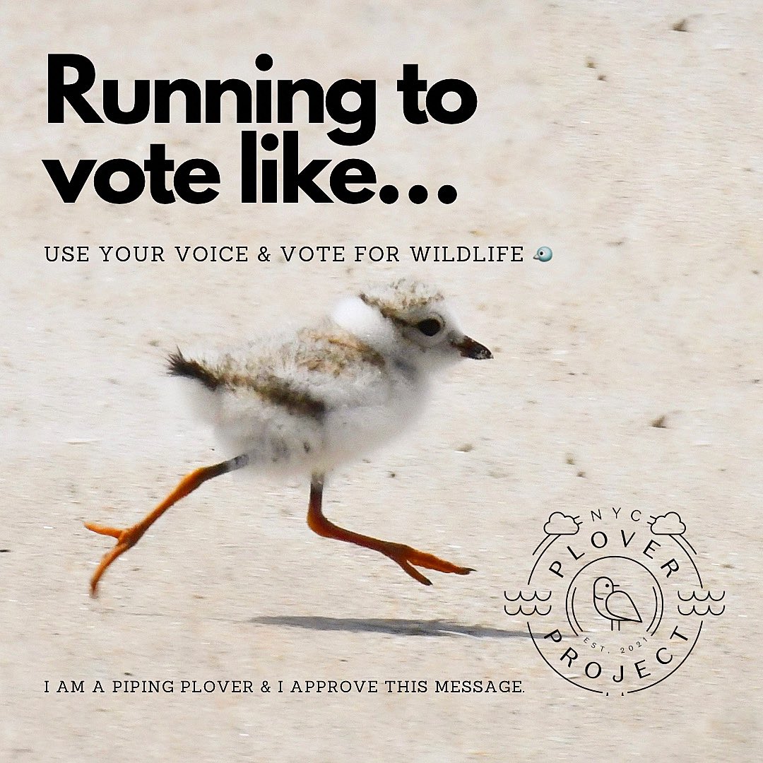 This is it. The final day! Use your voice, support endangered species protections &amp; and a strong Endangered Species Act. Go to vote.gov, to find your polling place, polling hours &amp; more! More resources can be found at <a href="/endangered/">Endangered Species Coalition</a> &amp; <a href="/Defenders/">Defenders of Wildlife</a>.