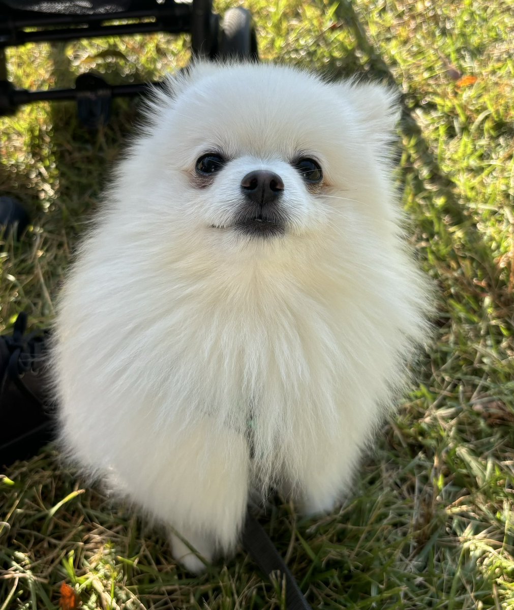 uniuni___unini's tweet photo. 連休のピクニック🧺
なんか丸っこい🤭 https://t.co/3R7vlVy5Dn