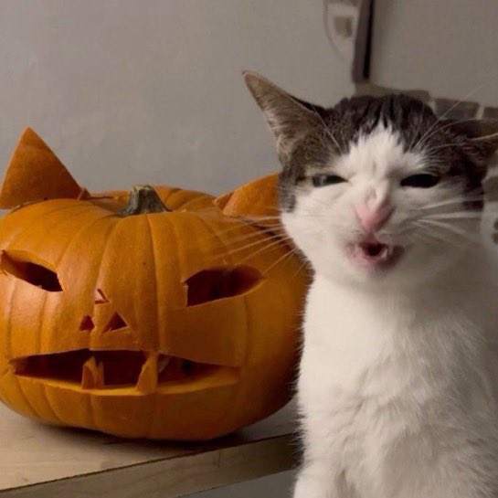 Punch Cat tweet media