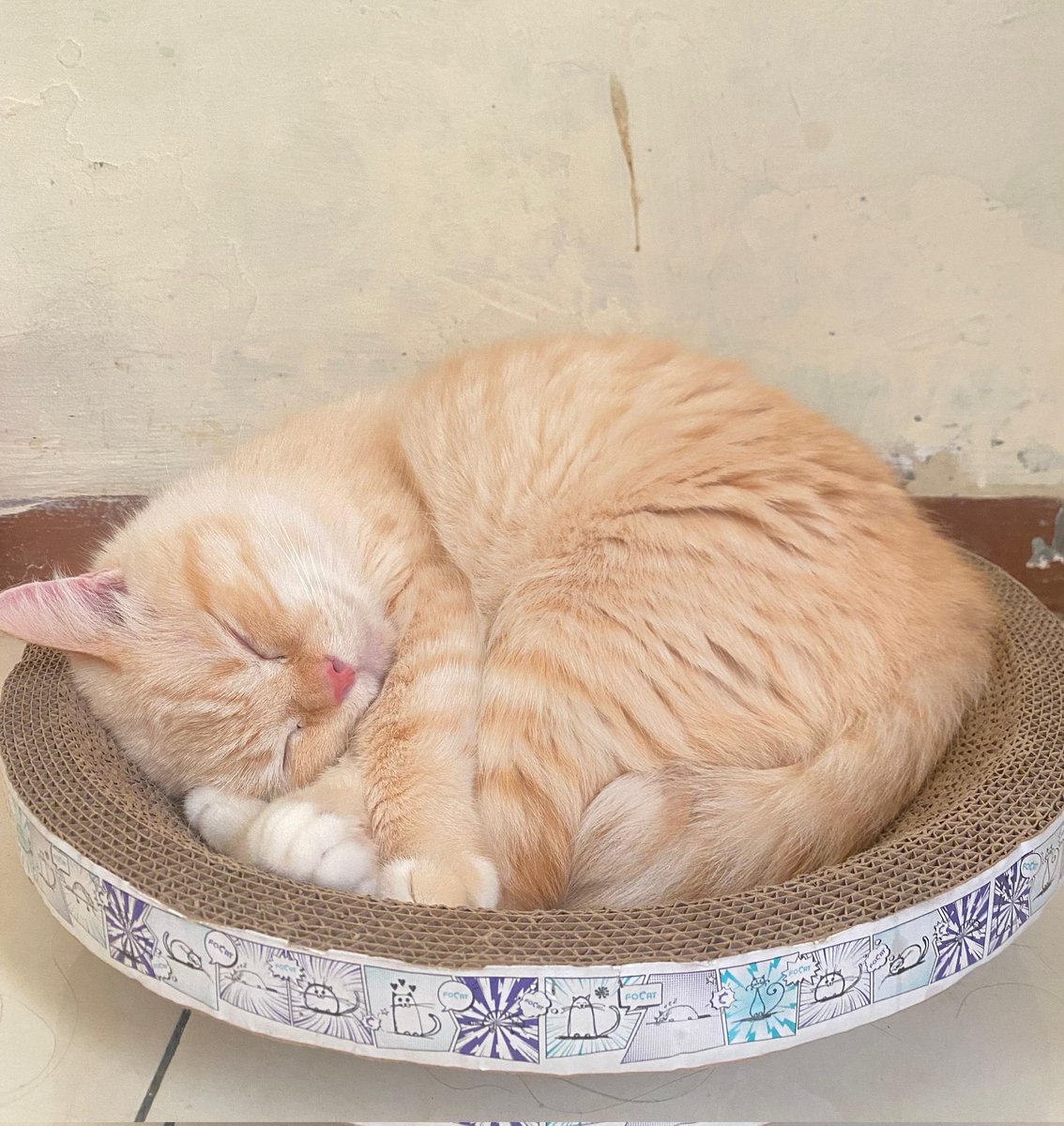 Sarapannya kok gede bgt