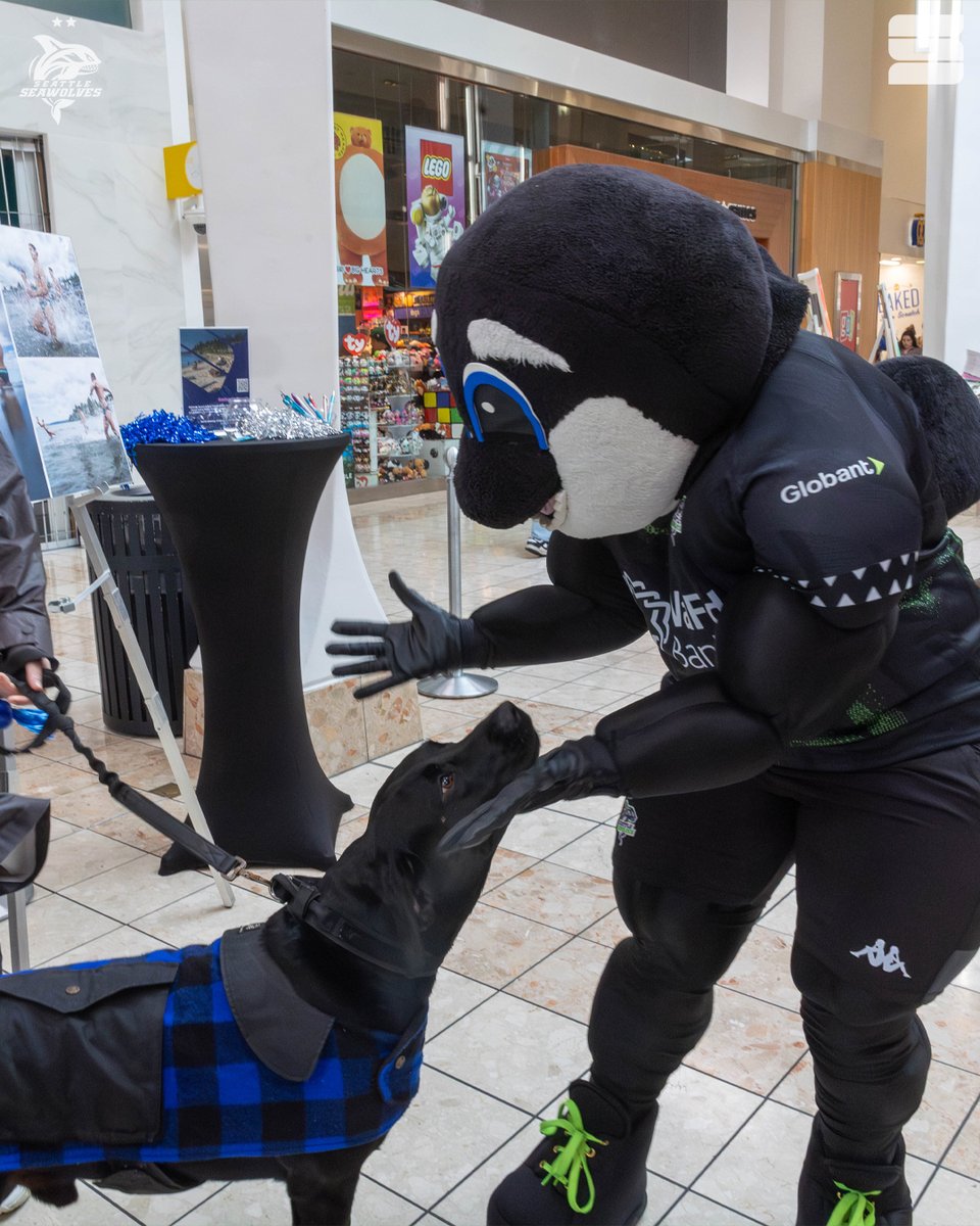 SeawolvesRugby's tweet photo. What an incredible day at the Seattle Seawolves @SeattleSouthsid 2025 Calendar Launch Event! 📅🚀
GET YOURS!➡️ https://t.co/CEN98A6lig
#TogetherWeHunt x #SeattleSouthside https://t.co/CdCgEbMIDV
