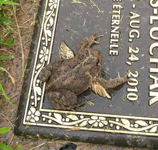 a (@angelinyourhead) on Twitter photo 